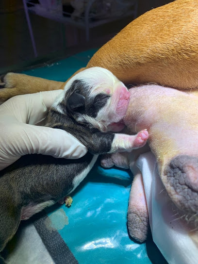 Imagem ilustrativa da empresa IMPÉRIO BELÉM CENTRO VETERINÁRIO em Belém - PA