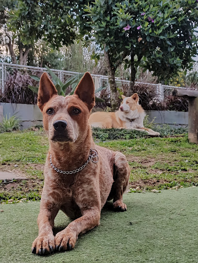 Intensiva Veterinária em Curitiba - PR