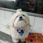 Imagem ilustrativa da empresa Medical Pet clínica veterinária e pet shop em Campo Grande - MS