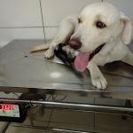 Imagem ilustrativa da empresa Miau & Auau - Veterinário em Recife - PE