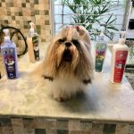 Imagem ilustrativa da empresa Mister Pets AL - Veterinário em Maceió - AL