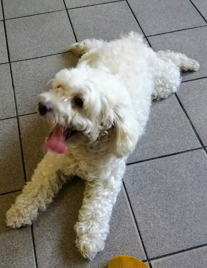 Nortvet Clínica Veterinária em Recife - PE