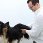 Imagem ilustrativa da empresa Nucleon - Veterinário 24 horas em Ribeirão Preto - SP