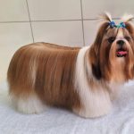 Imagem ilustrativa da empresa Núcleovet - Centro Médico Veterinário & Estética Animal em Campinas - SP