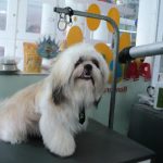 Imagem ilustrativa da empresa PAPET - VETERINÁRIA -Campinas em Campinas - SP