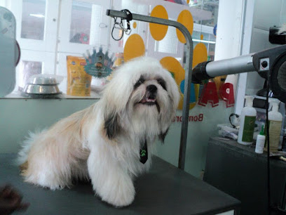 PAPET - VETERINÁRIA -Campinas em Campinas - SP