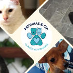Imagem ilustrativa da empresa Patinhas & cia clínica veterinária em Maceió - AL