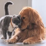 Imagem ilustrativa da empresa Pedigree Clínica Veterinária em Porto Alegre - RS