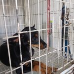 Imagem ilustrativa da empresa Pet Clinic - Veterinário em Fortaleza - CE