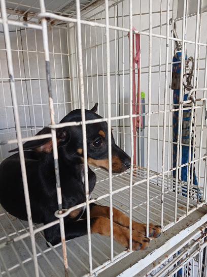 Pet Clinic - Veterinário em Fortaleza - CE