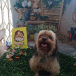 Imagem ilustrativa da empresa Pet Dreams | Anita Garibaldi - Veterinário em Porto Alegre - RS