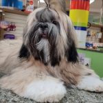Imagem ilustrativa da empresa Pet Family | Hospital Veterinário 24 horas em São Luís - MA