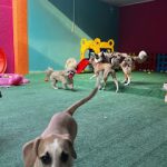 Imagem ilustrativa da empresa Pet New Life Veterinária - Clínica | Banho e tosa | Creche e hotel | Fisioterapia veterinária em Guarulhos - SP