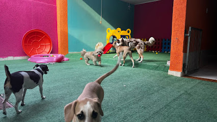 Imagem ilustrativa da empresa Pet New Life Veterinária - Clínica | Banho e tosa | Creche e hotel | Fisioterapia veterinária em Guarulhos - SP