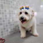 Imagem ilustrativa da empresa Pet Vetz - Clínica Veterinária e Estética Animal em Guarulhos - SP