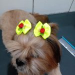 Imagem ilustrativa da empresa Pet Vip Clínica e Pet Shop - Veterinário em Goiânia - GO