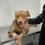 Imagem ilustrativa da empresa PetMix Clínica Veterinária em Porto Alegre - RS