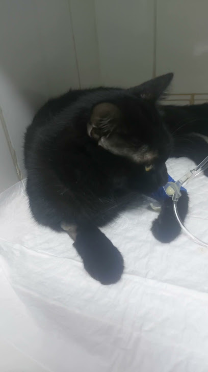 Pilares - Unidade Veterinária 24h em Sorocaba - SP