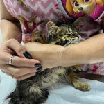 Imagem ilustrativa da empresa Planeta Pets Goiânia Clínica Veterinária 24hs, Cirurgia, Intemação, Castração, Ortopedista Veterinária, Exames para Animais em Goiânia - GO