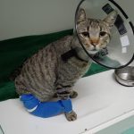 Imagem ilustrativa da empresa Point Animal - Veterinário em Porto Alegre - RS