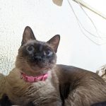 Imagem ilustrativa da empresa Policlínica Veterinária De Fortaleza em Fortaleza - CE