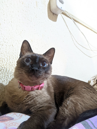 Policlínica Veterinária De Fortaleza em Fortaleza - CE