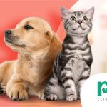Imagem ilustrativa da empresa Popular Vet - Clínica Veterinária 24H em Salvador - BA
