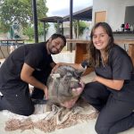Imagem ilustrativa da empresa Pró Exotics - Medicina de pets não convencionais (Exóticos e Silvestres) - Veterinário em Campo Grande - MS