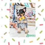 Imagem ilustrativa da empresa Promev - Veterinário em Salvador - BA