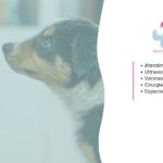 Imagem ilustrativa da empresa PRONTO PET - Atendimento Veterinário em Rio de Janeiro - RJ