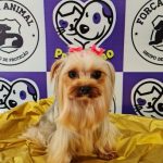 Imagem ilustrativa da empresa ProteCão Clínica Veterinária em Curitiba - PR