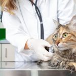 Imagem ilustrativa da empresa São Gabriel Clínica Veterinária | Guarulhos em Guarulhos - SP