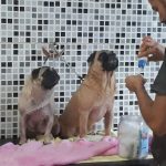 Imagem ilustrativa da empresa Saúde Animal Clínica Veterinária e Pet Shop em Maceió - AL