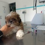 Imagem ilustrativa da empresa Saúde Animal Dr. Marcelo F. Valeriote - Veterinário em Osasco - SP