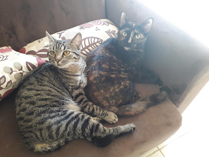 Saúde Animal - Veterinário em Campinas - SP