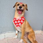 Imagem ilustrativa da empresa SAVE - Atendimento Veterinário 24h Especializado com URGÊNCIA e EMERGÊNCIA em Curitiba - PR