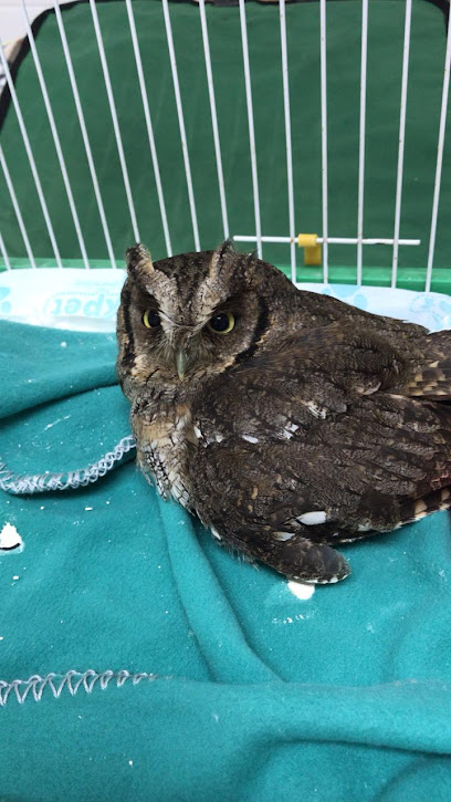 Selvaggio Clínica Veterinária em Osasco - SP