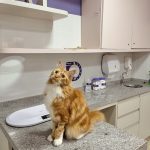 Imagem ilustrativa da empresa Só Para Gatos | Clínica Veterinária em Fortaleza - CE