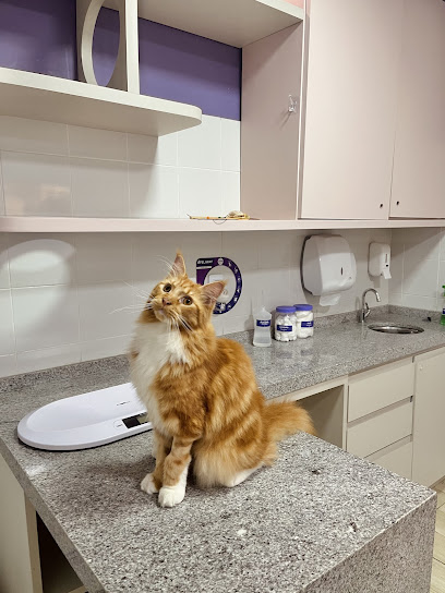 Só Para Gatos | Clínica Veterinária em Fortaleza - CE