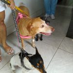 Imagem ilustrativa da empresa SOS Saúde Animal de Meriti - Veterinário em São João de Meriti - RJ