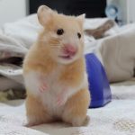 Imagem ilustrativa da empresa SOS Veterinário em Fortaleza - CE