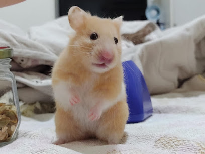 SOS Veterinário em Fortaleza - CE