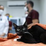 Imagem ilustrativa da empresa Super Pet Clínica Veterinária em Fortaleza - CE