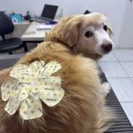 Imagem ilustrativa da empresa Unic Centro Veterinário em Sorocaba - SP