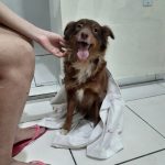 Imagem ilustrativa da empresa Univet Clínica Veterinária em Belém - PA