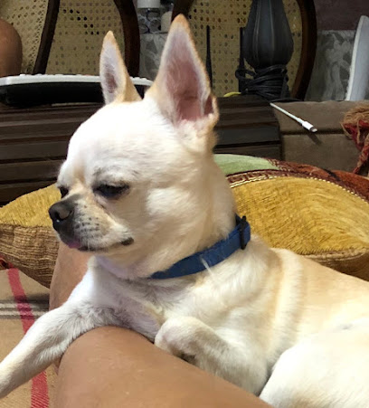 Vet Center Clínica Veterinária e Pet Shop em Fortaleza - CE