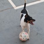 Imagem ilustrativa da empresa VET DONTECHEF - Consultório Veterinário e Pet Shop em Campo Grande - MS