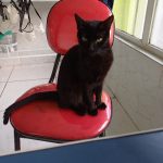Imagem ilustrativa da empresa Vet Gêmeas Clínica Veterinária em Duque de Caxias - RJ