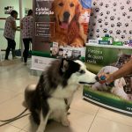 Imagem ilustrativa da empresa Vet Service Costa Azul - Veterinário em Salvador - BA