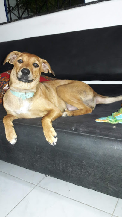 VetAmigo Consultório Veterinário em Salvador - BA